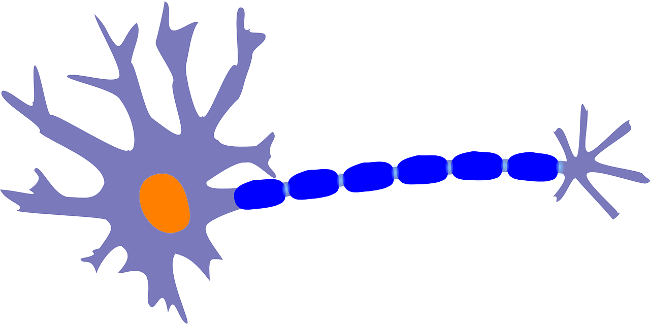 Neuron